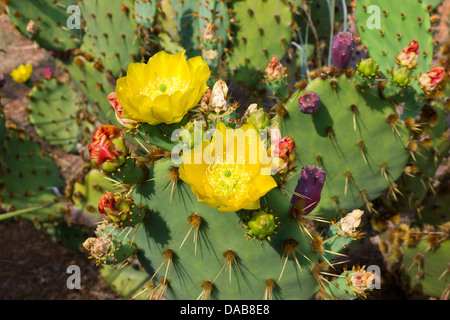 Fico d'india vivid cactus Cactaceae Opuntia con bellissimo fiore giallo e viola freschi frutti su isola di Lokrum. Foto Stock