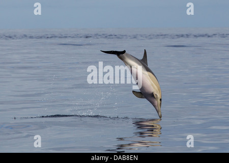 Gemeiner Delphin, a breve becco delfino comune, Delphinus delphis, saltando in Lajes do Pico, Azzorre, Portogallo Foto Stock