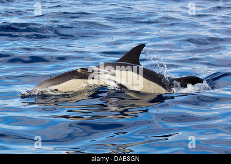 Gemeine Delphine, a breve becco delfini comuni, Delphinus delphis, coppia affiorante, Lajes do Pico, Azzorre Foto Stock