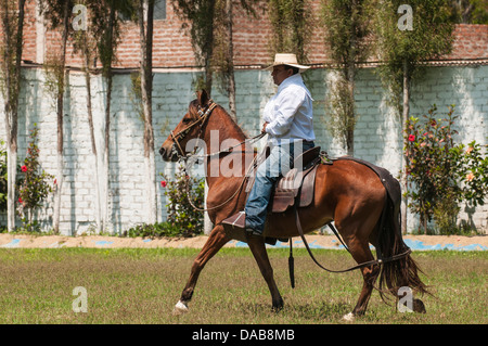 Un cavallo e cavaliere nel campo eseguire tradizionale si muove a cavallo chiamato Paso peruviano un tipo di dressage equestre, Trujillo, Perú. Foto Stock