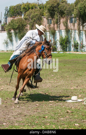 Un cavallo e cavaliere nel campo eseguire tradizionale si muove a cavallo chiamato Paso peruviano un tipo di dressage equestre, Trujillo, Perú. Foto Stock