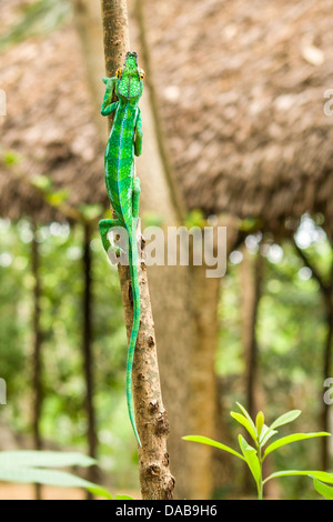 Panther chameleon (furcifer pardalis) di Nosy Komba (Nosy Be), Madagascar Foto Stock