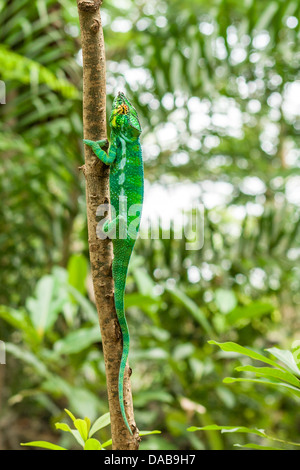 Panther chameleon (furcifer pardalis) di Nosy Komba (Nosy Be), Madagascar Foto Stock