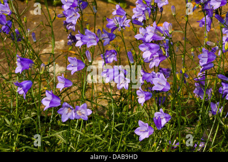 Harebell fiori Foto Stock