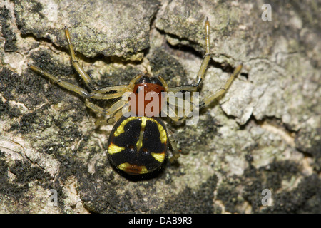 Spider Posizione: quartiere Golaghat, Assam Foto Stock