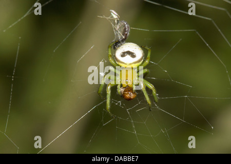 Nome: Spider Posizione: quartiere Golaghat, Assam Foto Stock