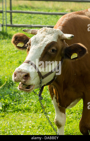 Brown-mucca bianco mangiare erba Foto Stock