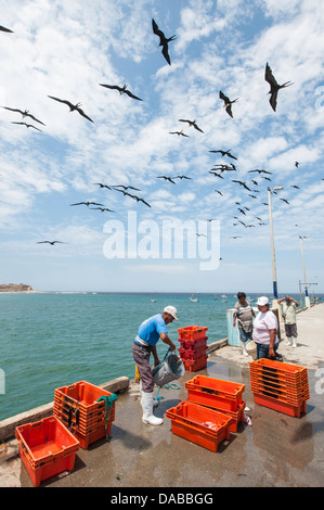 I pescatori di sardine fisherman ordina i pesci Pesci casse di industria di scatole a Los Organos villaggio nei pressi di mancora, Perù. Foto Stock