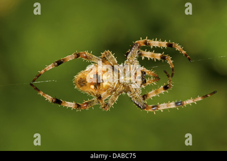 Spider e web quartiere Golaghat, Assam, India Foto Stock