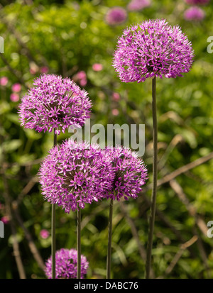 Viola Allium le teste dei fiori in un confine erbacee di un giardino inglese Foto Stock