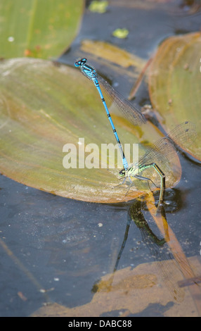 Azure Damselfly Coenagrion puella coppia ovipositing sul laghetto Potamogeton weed Northamptonshire REGNO UNITO Foto Stock