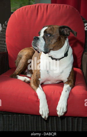 Salvato marrone boxer modellato dog sitter in ambienti chiusi su una sedia rossa guardando la telecamera. Foto Stock