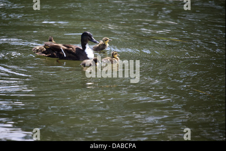 Dragon Boat racing in Warwick sul fiume Avon al 2013 Giochi aziendale Foto Stock