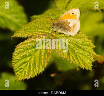 Small Heath butterfly Coenonympha pamphilus su Rovo foglie Somerset REGNO UNITO Foto Stock