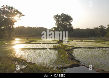 Campo di riso, Kueshi village, Goa, India Foto Stock