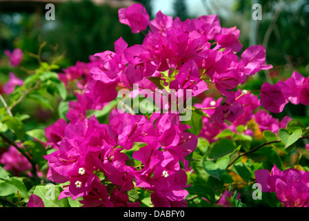 Fiori di bouganville Foto Stock