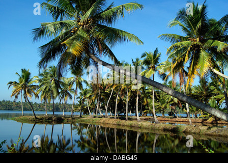 Il Kerala Backwaters e albero di cocco paesaggio India Foto Stock