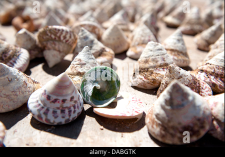 Trochus pearl conchiglie di mare vengono coltivate in corrispondenza di un punto del braccio, Cape Leveque, Western Australia, per la produzione del pulsante Foto Stock