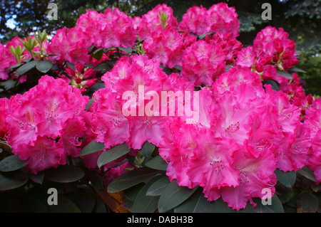 Rosa viola ricca Rhododendron Germania fiori close up Foto Stock