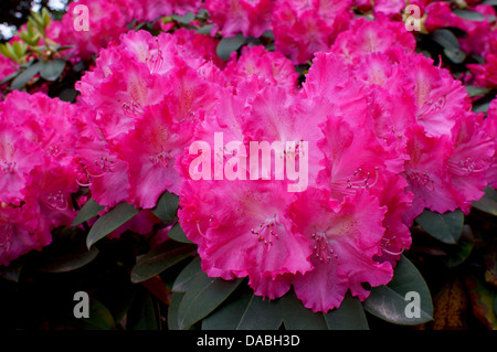 Rosa viola ricca Rhododendron Germania fiori close up Foto Stock