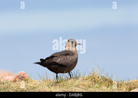 Arctic Skua; Stercorarius parasiticus; Shetland; Regno Unito Foto Stock