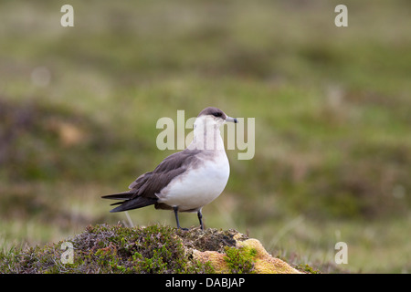 Arctic Skua; Stercorarius parasiticus; Fase pallido; Shetland; Regno Unito Foto Stock