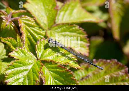 Azure Damselfly; Coenagrion puella; Cornwall; UK Foto Stock