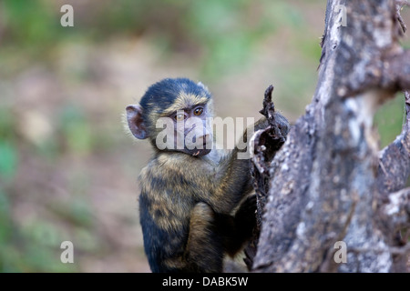 Giovane babbuino Oliva papio anubis cynocephalus aggrappandosi ad un ramo di un albero Foto Stock