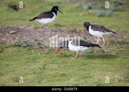 Oystercatcher; Haematopus ostralegus; con la vite senza fine; Regno Unito Foto Stock