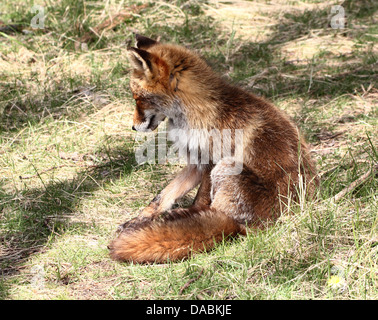 Lazy Red Fox (Vulpes vulpes vulpes) per sfuggire alla calura estiva in ombra Foto Stock