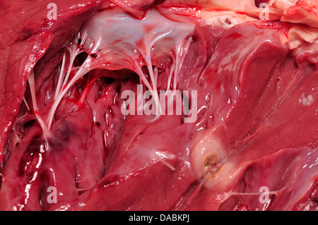 Pecore di cuore - tagliata aperta che mostra i ventricoli e valvole Foto Stock