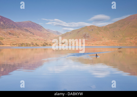 Le acque ancora di Crummock acqua nel Parco Nazionale del Distretto dei Laghi, Cumbria, England, Regno Unito, Europa Foto Stock