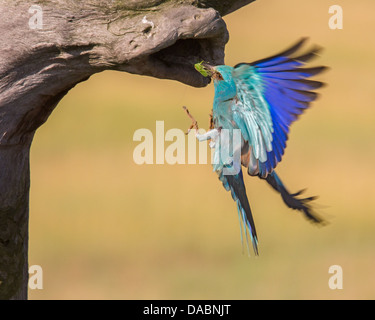 Wild rullo europea (Coracias garrulus) battenti nel proprio nido con il cibo per i pulcini Foto Stock