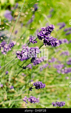 Lavanda inglese contro uno sfondo verde in giardino. Lavendula angustifolia. Foto Stock