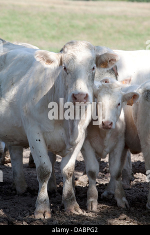 Giovane vitello Charolais e madre guardando la telecamera Foto Stock