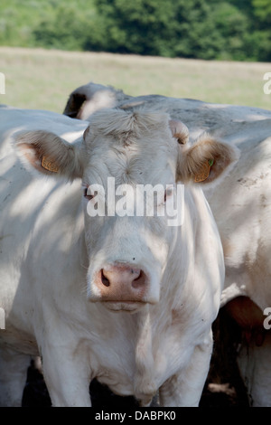 Charolais cow guardando la fotocamera Foto Stock