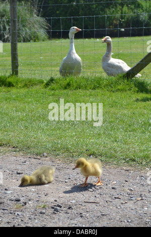 Pulcini sulla sciolto da genitori, oche, Manor Farm, Eastbourne, Sussex, Inghilterra. Foto Stock