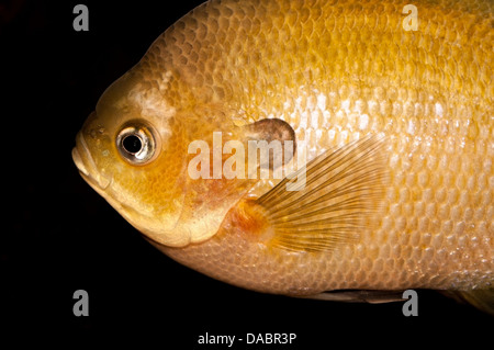 Bluegill (Lepomis macrochirus) Foto Stock