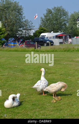 Oche su Manor Farm campeggio, Eastbourne, Sussex, Inghilterra. Foto Stock