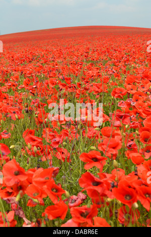 Papavero rosso campo, Newhaven town, Sussex, Inghilterra. Foto Stock