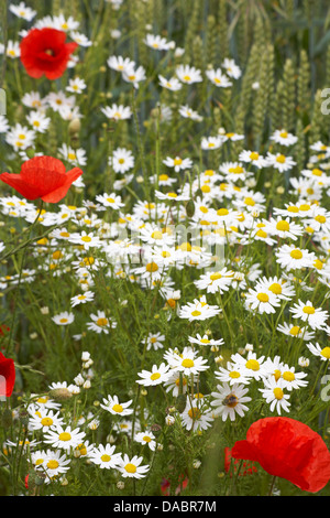 Oxeye daisies, Ox eye daisies, Leucanthemum vulgare e papaveri Papaver roeas a Cranborne, Dorset UK nel mese di luglio Foto Stock