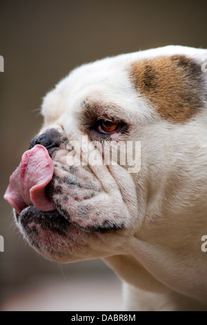 Yum che era buona. Bulldog inglese leccare la sua bocca e naso. Foto Stock