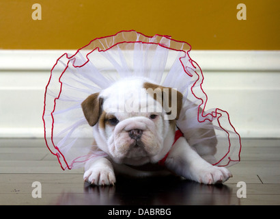 Posso guardare il grasso? Bulldog inglese cucciolo in un rosso e abito bianco posa in opera di un pavimento in legno. Foto Stock