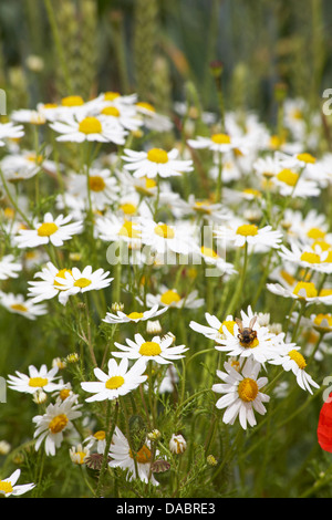 Oxeye daisies, Ox eye daisies, Leucanthemum vulgare con ape a Cranborne, Dorset UK nel mese di luglio Foto Stock