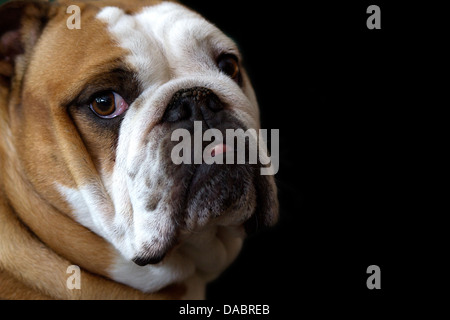 Vista di profilo di una femmina Bulldog inglese con sfondo nero Foto Stock