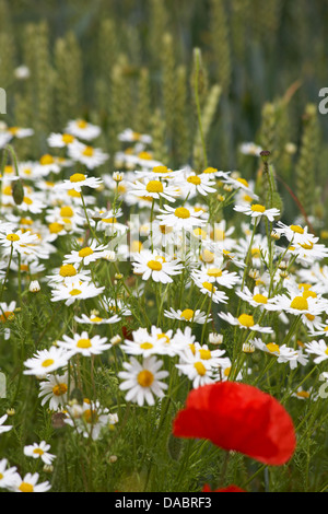 Oxeye daisies, Ox eye daisies, Leucanthemum vulgare e single pappy Papaver roeas a Cranborne, Dorset UK nel mese di luglio Foto Stock