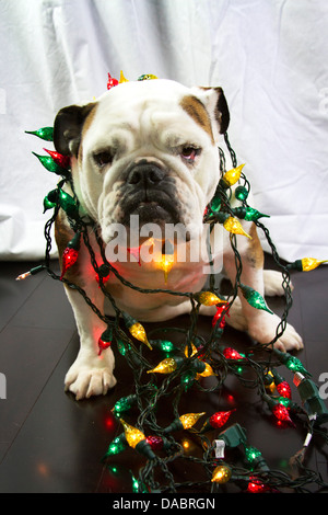 Femmina Bulldog inglese avvolto in rosso verde e giallo le luci di Natale seduto su un pavimento di legno. Foto Stock