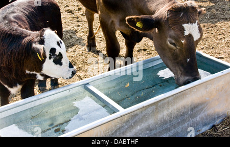 Mucca e vitello allevamento animali in acqua abbeveratoio Malvern Hills Worcestershire Inghilterra Europa Foto Stock