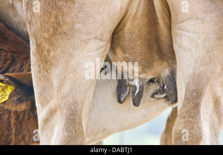 Allevamento di animali di vitello lattante potabile da vacche mammella tettarella Malvern Hills Worcestershire Inghilterra Europa Foto Stock