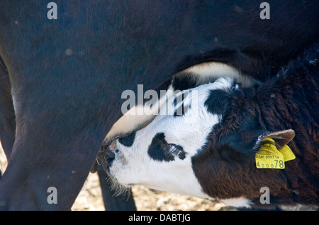 Allevamento di animali vitello lattante bere da vacche mammella tettarella Malvern Hills Worcestershire Inghilterra Europa Foto Stock